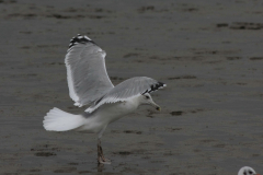 Pontische meeuw, 4e kj. Groningen-kust 19-10 2014