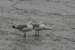 Pontische meeuw, 4e kj. en Zilvermeeuw Groningen-kust 19-10-2014