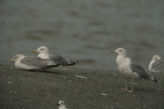 Pontische meeuw, adult  1 Groningen-kust 1-9-2011