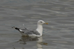 Pontische meeuw, adult,  Groningen-kust 1-9-2011