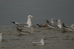 Pontische meeuw, adult,  Groningen-kust 13-8-2014