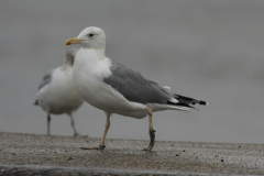 Pontische meeuw, adult,  Groningen-kust 19-10 2014