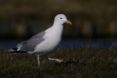 Pontische meeuw, adult,  Groningen-prov. 13-3-2016 b