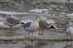 Pontische meeuw, adult,  Groningen-stad 3-2-2012