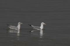 Pontische meeuw, adult , en Zilvermeeuw Groningen-kust 13-8-2014