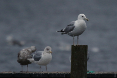 Pontische meeuw, adult ♂  Groningen-stad 23-1-2024