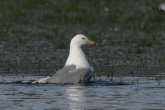 Pontische meeuw, adult-Drenthe 6-2-2023