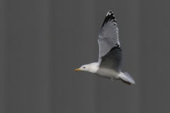 Pontische meeuw, adult  Drenthe 7-2-2024