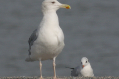 Pontische meeuw, adult  Groningen-kust 27-9-2023