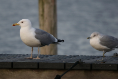 Pontische meeuw, adult en Stormmeeuw Groningen-stad 6-1-2023 b