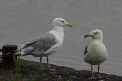 Pontische meeuw en Zilvermeeuw Groningen-kust 10-8-2014