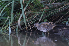 Porseleinhoen 2-Zuidlaardermeergebied 11-8-2019