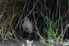 Porseleinhoen 3-Zuidlaardermeergebied 11-8-2019