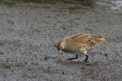 Porseleinhoen 3-Zuidlaardermeergebied 20-8-2017