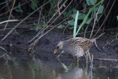 Porseleinhoen 5-Zuidlaardermeergebied 11-8-2019