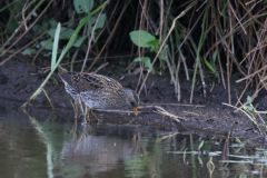 Porseleinhoen 6-Zuidlaardermeergebied 11-8-2019