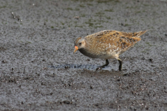 Porseleinhoen 6-Zuidlaardermeergebied 20-8-2017