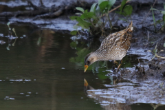 Porseleinhoen 7-Zuidlaardermeergebied 11-8-2019