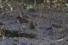 Porseleinhoen 8-Zuidlaardermeergebied 11-8-2019