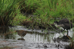 Porseleinhoen, Waterral en Meerkoet-Zuidlaardermeergebied 17-8-2017