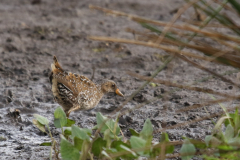 Porseleinhoen-Zuidlaardermeergebied 11-8-2019