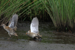 Porseleinhoen en Waterral 1-Zuidlaardermeergebied 20-8-2017