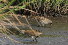 Porseleinhoen en Waterral-Zuidlaardermeergebied 20-8-2017