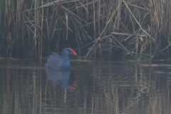 Purperkoet 1 ZuidHolland 18-12-2021