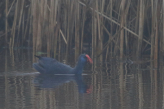 Purperkoet 2 ZuidHolland 18-12-2021