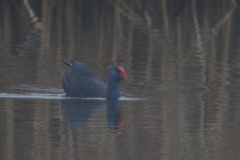 Purperkoet 3 ZuidHolland 18-12-2021