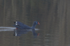 Purperkoet 4 ZuidHolland 18-12-2021