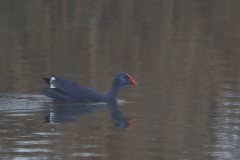 Purperkoet 5 ZuidHolland 18-12-2021