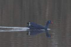 Purperkoet 6 ZuidHolland 18-12-2021