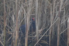 Purperkoet 7 ZuidHolland 18-12-2021