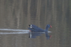 Purperkoet ZuidHolland 18-12-2021