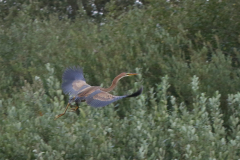 Purperreiger 1-Eemshaven 8-8-2018