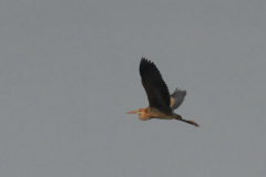 Purperreiger 1-Onlanden 20-7-2014