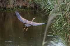 Purperreiger-Eemshaven 8-8-2018 b