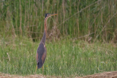 Purperreiger, ad. 2-Overijssel 9-7-2018