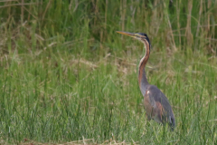 Purperreiger, ad. 3-Overijssel 9-7-2018