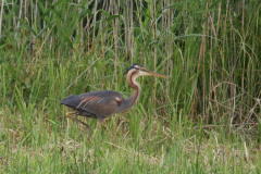 Purperreiger, ad. 5-Overijssel 9-7-2018