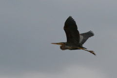 Purperreiger, ad. 7-Overijssel 9-7-2018