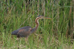 Purperreiger, ad.-Overijssel 9-7-2018