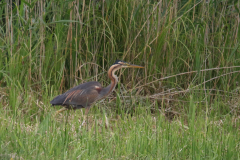 Purperreiger, ad.1-Overijssel 9-7-2018