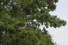 Purperreiger, juv. 1-Overijssel 9-7-2018