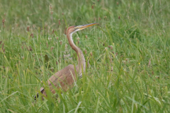 Purperreiger, juv. 2-Overijssel 9-7-2018