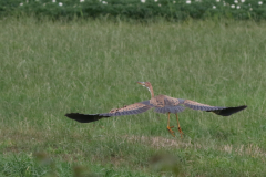 Purperreiger, juv. 3-Overijssel 9-7-2018