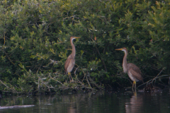 Purperreiger, juv. 4-Overijssel 9-7-2018