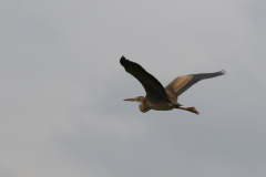 Purperreiger, juv. 6-Overijssel 9-7-2018