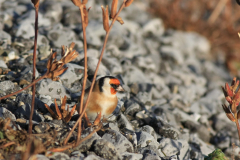 Putter-Lauwersoog 2-11-2016